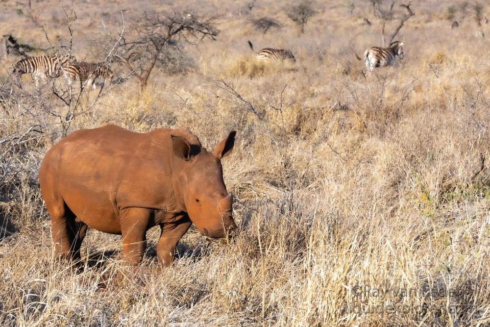 Zimanga-81-South-Africa-Wildlife-Wild