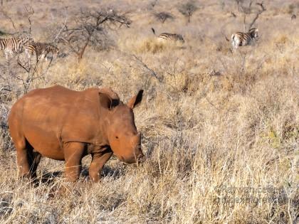 Zimanga-81-South-Africa-Wildlife-Wild