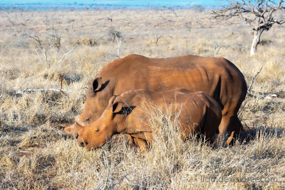 Zimanga-82-South-Africa-Wildlife-Wild