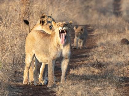 Zimanga-85-South-Africa-Wildlife-Wild