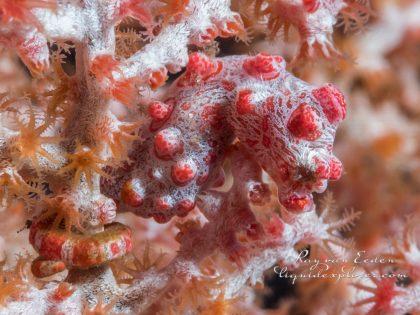 Alam-Batu–4—Bali—U-W-Macro