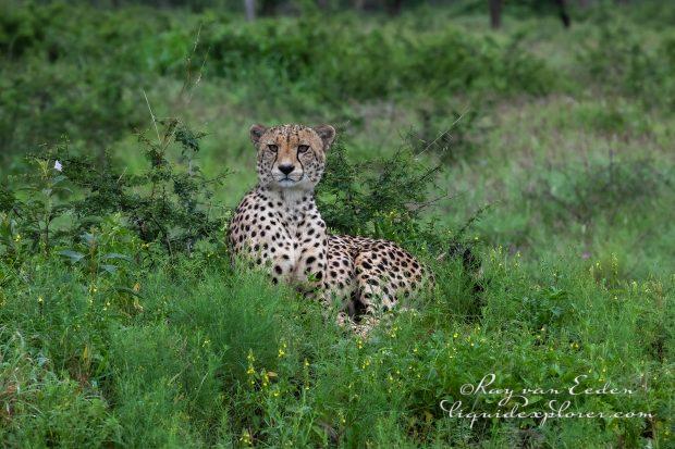 Zimanga—104—south-africa—Wildlife-Wide_