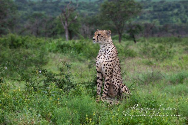 Zimanga—109—south-africa—Wildlife-Wide_