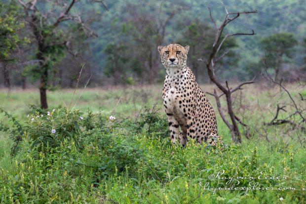 Zimanga—126—south-africa—Wildlife-Wide_