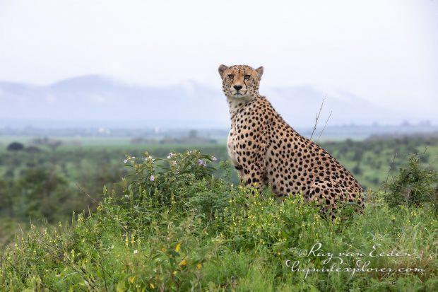 Zimanga—135—south-africa—Wildlife-Wide_