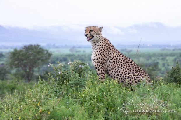 Zimanga—136—south-africa—Wildlife-Wide_