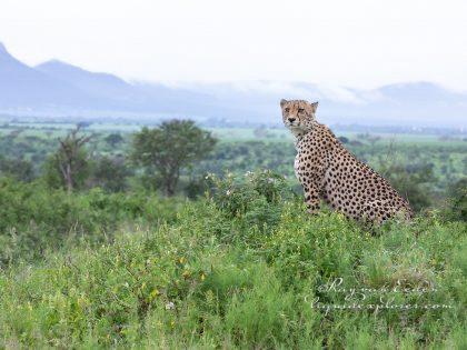 Zimanga—137—south-africa—Wildlife-Wide_