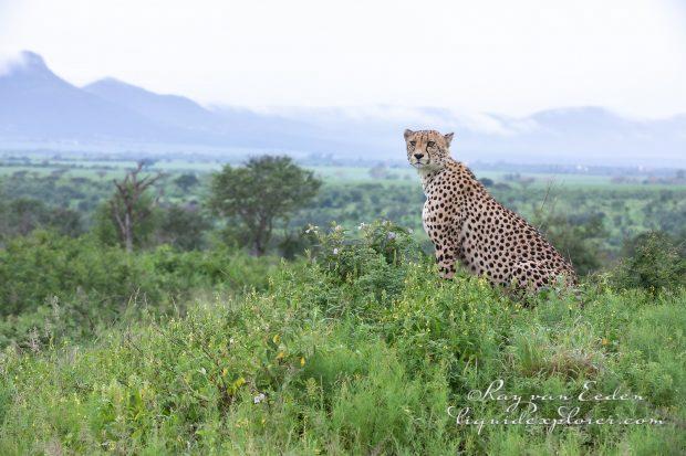 Zimanga—137—south-africa—Wildlife-Wide_