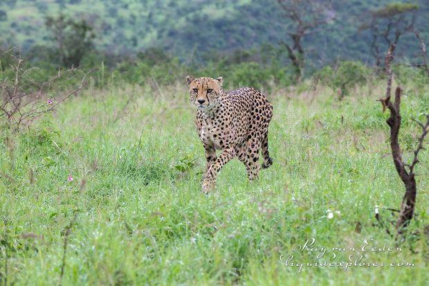 Zimanga—140—south-africa—Wildlife-Wide_