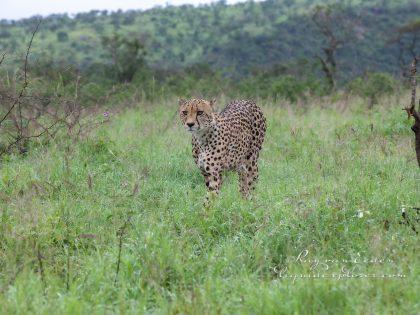 Zimanga—141—south-africa—Wildlife-Wide_