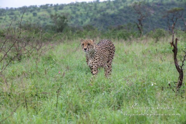 Zimanga—141—south-africa—Wildlife-Wide_