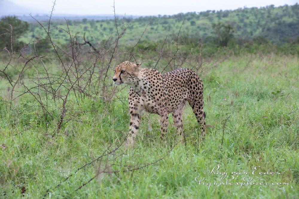 Zimanga—143—south-africa—Wildlife-Wide_