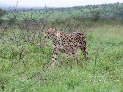 Zimanga—143—south-africa—Wildlife-Wide_