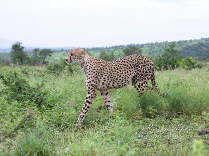 Zimanga—145—south-africa—Wildlife-Wide_