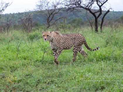 Zimanga—148—south-africa—Wildlife-Wide_