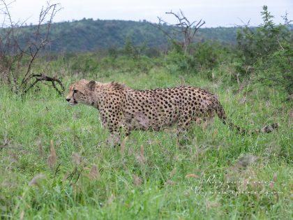 Zimanga—150—south-africa—Wildlife-Wide_