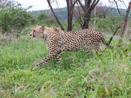 Zimanga—152—south-africa—Wildlife-Wide_