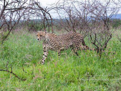 Zimanga—154—south-africa—Wildlife-Wide_