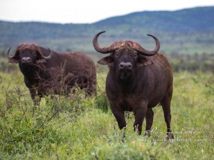 Zimanga—180—south-africa—Wildlife-Wide_