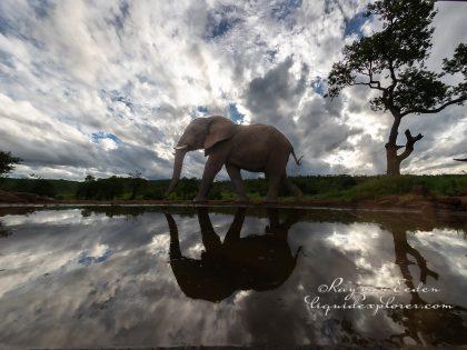 Zimanga—232—south-africa—Wildlife-Wide_