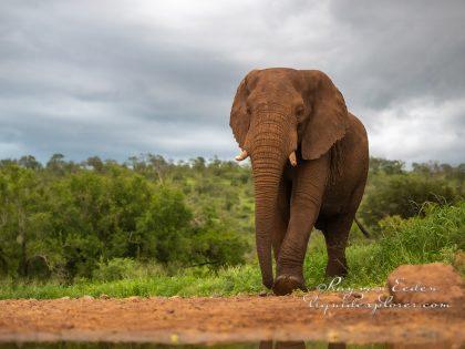 Zimanga—239—south-africa—Wildlife-Wide_