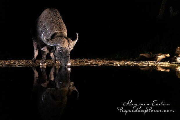 Zimanga—283—south-africa—Wildlife-Wide_
