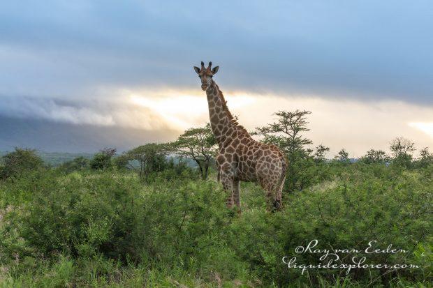 Zimanga—288—south-africa—Wildlife-Wide_