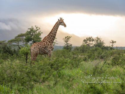 Zimanga—290—south-africa—Wildlife-Wide_