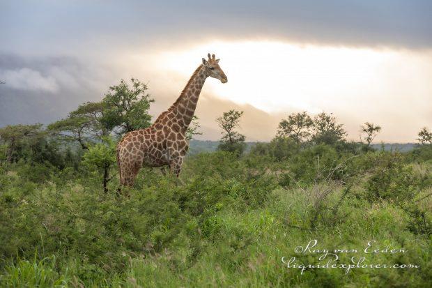Zimanga—290—south-africa—Wildlife-Wide_