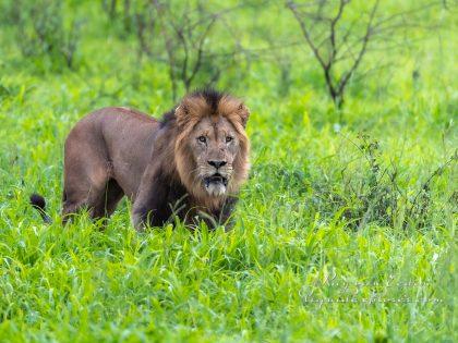 Zimanga—304—south-africa—Wildlife-Wide_