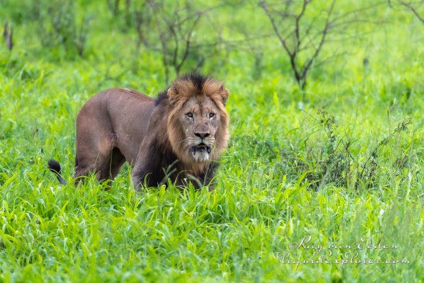 Zimanga—304—south-africa—Wildlife-Wide_