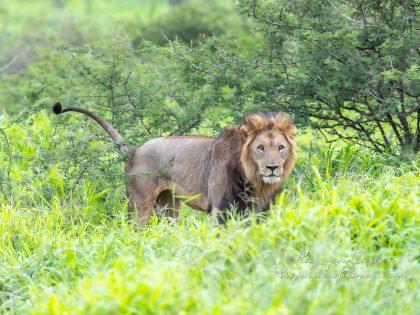 Zimanga—310—south-africa—Wildlife-Wide_