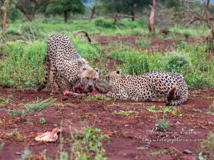 Zimanga—322—south-africa—Wildlife-Wide_