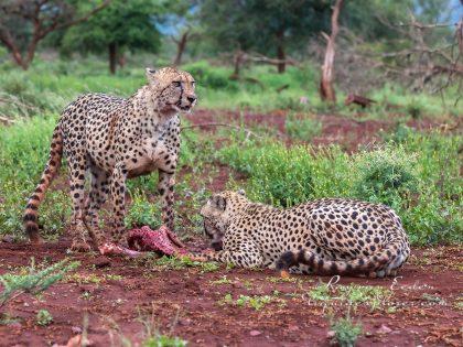 Zimanga—324—south-africa—Wildlife-Wide_