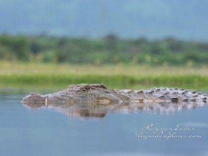 Zimanga—33—south-africa—Wildlife-Wide_