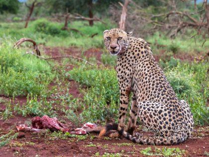 Zimanga—330—south-africa—Wildlife-Wide_