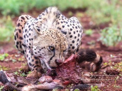 Zimanga—336—south-africa—Wildlife-Wide_