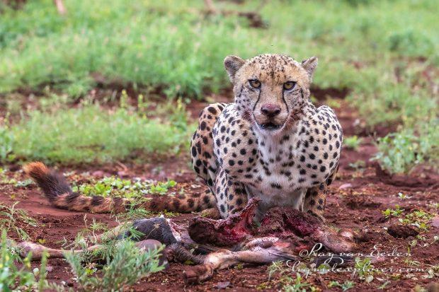 Zimanga—338—south-africa—Wildlife-Wide_
