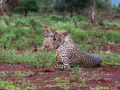 Zimanga—340—south-africa—Wildlife-Wide_
