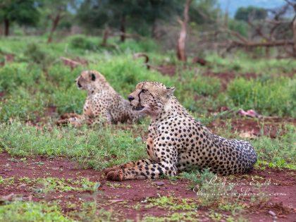 Zimanga—342—south-africa—Wildlife-Wide_