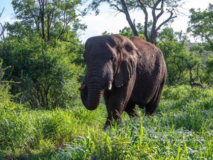 Zimanga—356—south-africa—Wildlife-Wide_