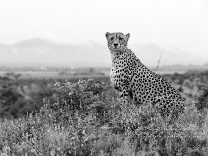 Zimanga—361—south-africa—Wildlife-Wide