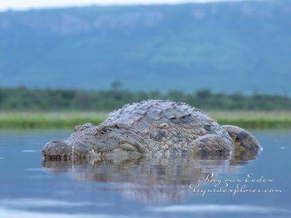 Zimanga—40—south-africa—Wildlife-Wide_