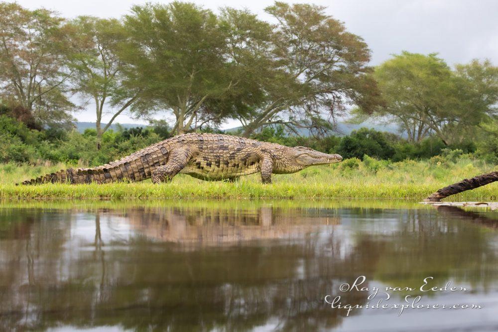 Zimanga—6—south-africa—Wildlife-Wide_