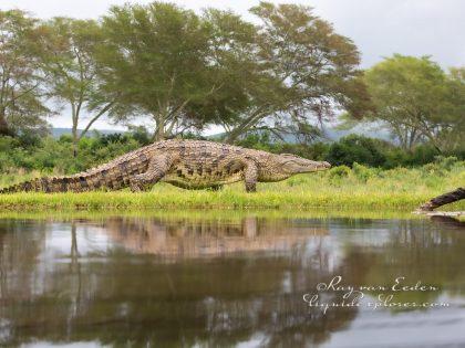 Zimanga—6—south-africa—Wildlife-Wide_