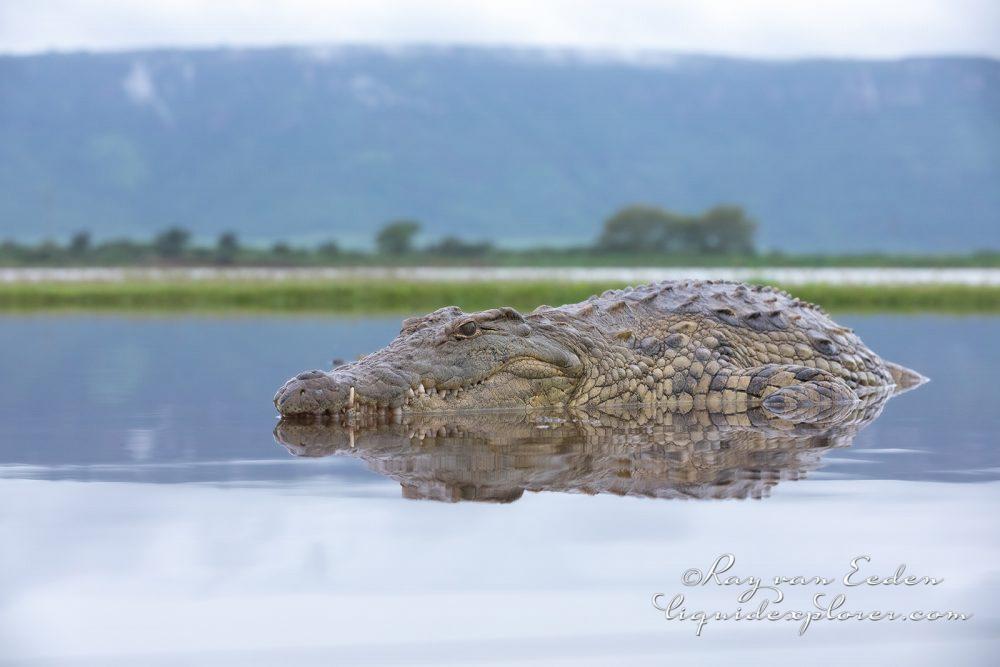 Zimanga—84—south-africa—Wildlife-Wide_