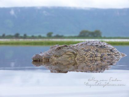 Zimanga—84—south-africa—Wildlife-Wide_