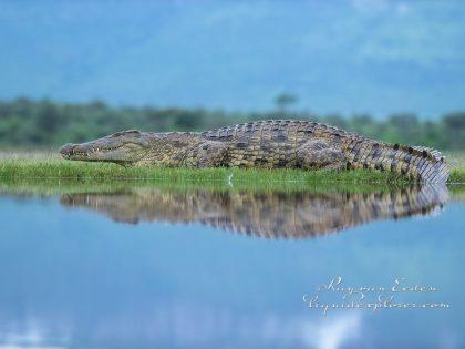 Zimanga—86—south-africa—Wildlife-Wide_