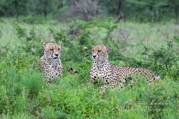 Zimanga—97—south-africa—Wildlife-Wide_