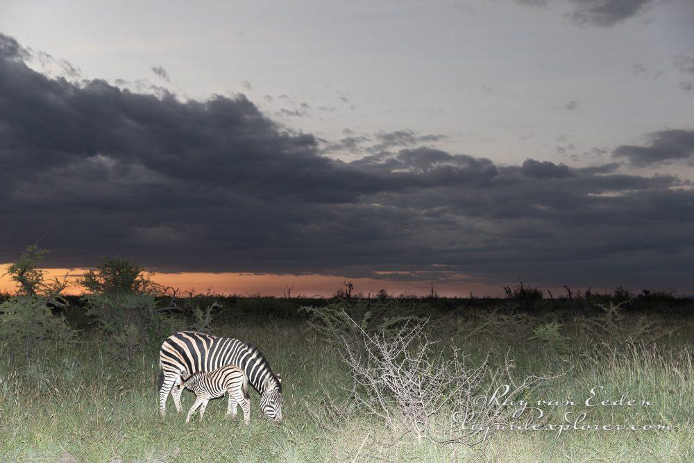 Madikwe1